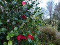 vignette Camellia japonica Bob's tinsie au 27 01 14