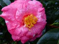 vignette Camellia japonica Lady clare gros plan au 27 01 14