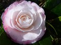 vignette Camellia japonica Desire gros plan au 29 01 14