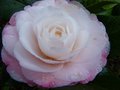 vignette Camellia japonica Desire gros plan arros au 29 01 14