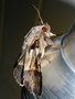 vignette Papillon (Serrodes campana femelle)