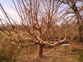 vignette paulownia