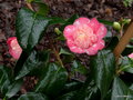 vignette Camélia ' BABY SIS PINK ' camellia japonica