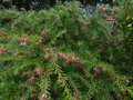 vignette Grevillea Rosmarinifolia jenkinsii immensement fleuri au 31 01 14