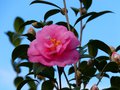 vignette Camellia williamsii Brigadoon autre vue au 31 01 14