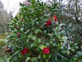 vignette Camellia japonica Bob's tinsie bien accompagn au 31 01 14