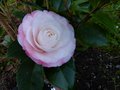 vignette Camellia japonica Desire au 31 01 14