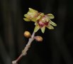 vignette Chimonanthus praecox   /   Calycanthaces   /   Chine