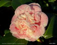 vignette Camélia ' MADAME CORMERAIS BAHUAUD ' camellia japonica