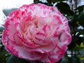 vignette Camellia japonica Margaret Davies autre gros plan au 01 02 14