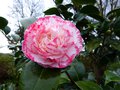 vignette Camellia japonica Margaret Davies au 01 02 14