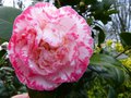 vignette Camellia japonica Margaret Davies autre fleur au 01 02 14