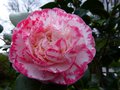 vignette Camellia japonica Margaret Davies gros plan au 01 02 14