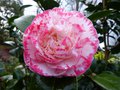 vignette Camellia Japonica Margaret Davies autre vue au 01 02 14