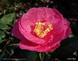 vignette Camélia ' INSPIRATION ' camellia hybride , reticulata x saluenensis