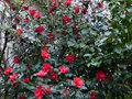 vignette Camellia Freedom bell trs fleuri au 03 02 14