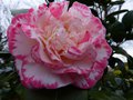 vignette Camellia Japonica Margaret Davies gros plan au 03 02 14