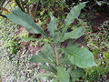 vignette Oxera baladica ssp. nuda