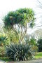 vignette Cordyline australis et Phormium tenax 'Purpurea'