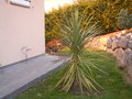 vignette cordyline