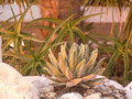 vignette agave victoria reginae