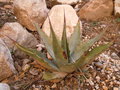 vignette agave?