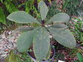 vignette Syzygium toninense