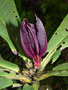vignette Syzygium toninense