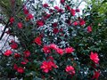 vignette Camellia Freedom Bell magnifique au 05 02 14