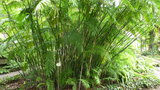 vignette palmier Chamaedorea pochtulensis