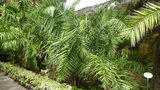 vignette palmier Phoenix zeylanica