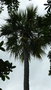 vignette palmier Sabal yapa
