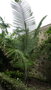 vignette palmier Ceroxylon alpinum