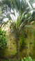 vignette palmier Howea belmoreana