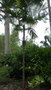 vignette palmier Pinanga caesia