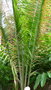 vignette palmier Ravenea robustior