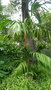 vignette palmier Areca vestiaria