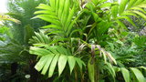 vignette palmier Pinanga Kuhlii