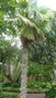 vignette palmier Trithrinax brasiliensis