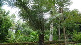 vignette palmier Arenga pinatta