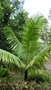 vignette palmier Dypsis leptocheilos