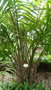vignette palmier Salacca zalacca
