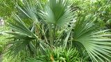 vignette palmier Sabal mauriitiformis