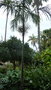 vignette palmier Carpentaria acuminata