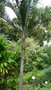 vignette palmier Rhopalostylis baueri