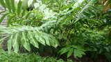 vignette palmier Wallichia oblongifolia