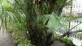 vignette palmier Arenga engleri