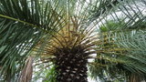 vignette palmier Phoenix theophrastii