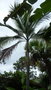 vignette palmier Dictyosperma album