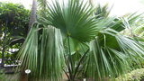 vignette palmier Sabal palmetto